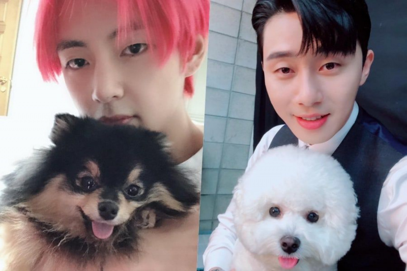Els V's de BTS i els gossos de Park Seo Joon es troben per a una adorable cita