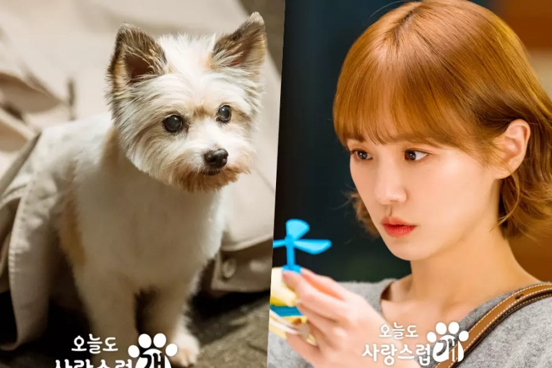 Park Gyu Young Berubah Menjadi Anjing Menggemaskan Setelah Mencium Cha Eun Woo di “A Good Day To Be A Dog”
