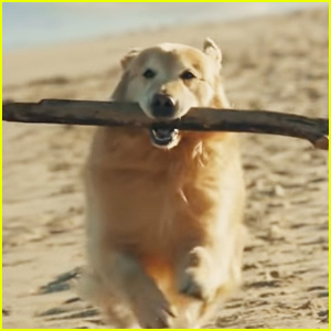 WeatherTech dépense 6 millions de dollars pour la publicité du Super Bowl 2020 pour remercier les vétérinaires d'avoir sauvé le chien du propriétaire ! | Publicités du Super Bowl 2020