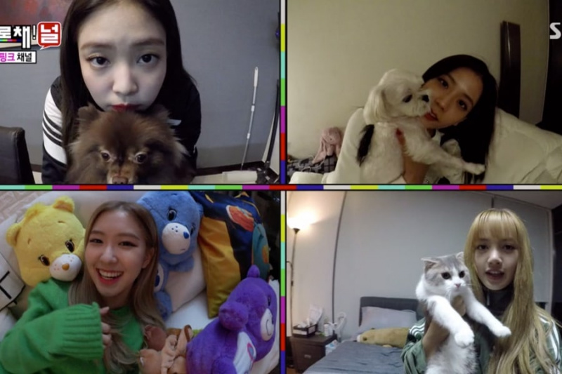 BLACKPINK khoe những con vật cưng đáng yêu của họ